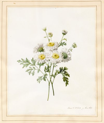 Chrysanthemum Parthenium (Batchelors Buttons), 1831 door Louise DOrleans
